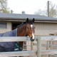 Illustration for article titled Pics from the (Stable)side: 2018-04-15 to Southlands